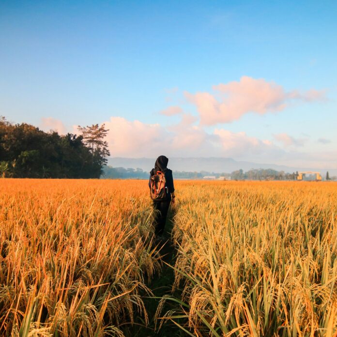 Unplug Unwind Unstress Nature Walks for a Calmer You